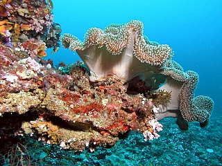 Bohatý podmořský život na korálových útesech (Maledivy)