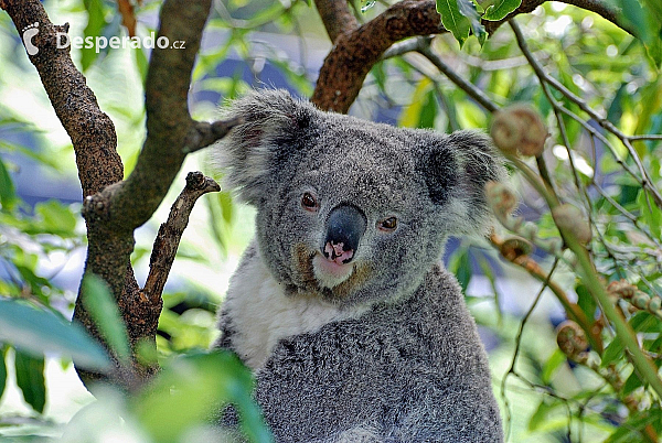 Koala (Austrálie)