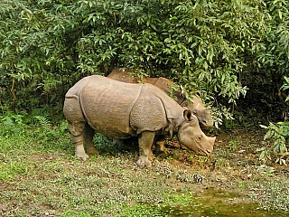 Nosorožec v Národním parku Chitwan (Nepál)