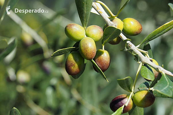 Výrobce špičkového olivového oleje Chiavalon na Istrii (Chorvatsko)
