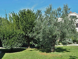 Výrobce špičkového olivového oleje Chiavalon na Istrii (Chorvatsko)