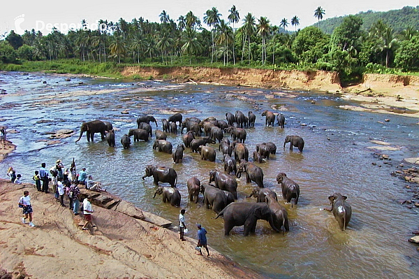 Sloni (Srí Lanka)