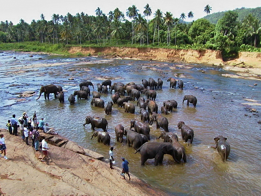 Sloni (Srí Lanka)