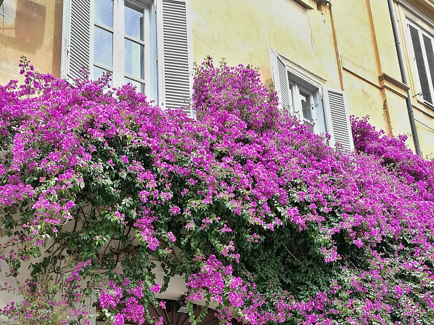 Květinami porostlé domy ve městě Řím (Itálie)