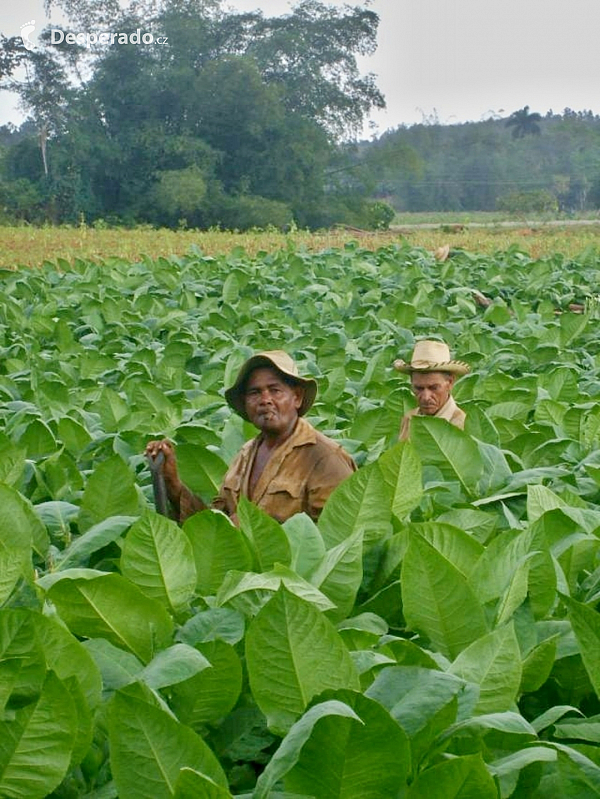 Viňales, tabáková plantáž (Kuba)