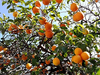 Šťavnaté ovoce na vás zde čeká opravdu všude (Sicílie - Itálie)