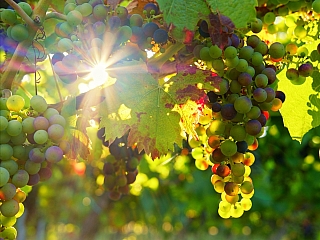 Vinná réva (Sicílie - Itálie)