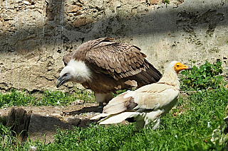 Na hradě Landskron si můžete prohlédnout expozici dravých ptáků (Korutany – Rakousko)
