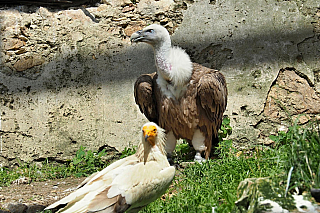 Na hradě Landskron si můžete prohlédnout expozici dravých ptáků (Korutany – Rakousko)