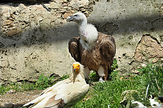 Na hradě Landskron si můžete prohlédnout expozici dravých ptáků (Korutany – Rakousko)