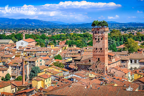 Věž Torre Guinigi v Lucca (Itálie)