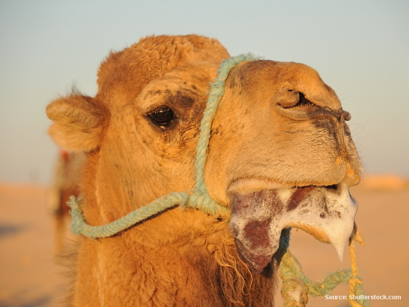 Velbloud na poušti (Tunisko)