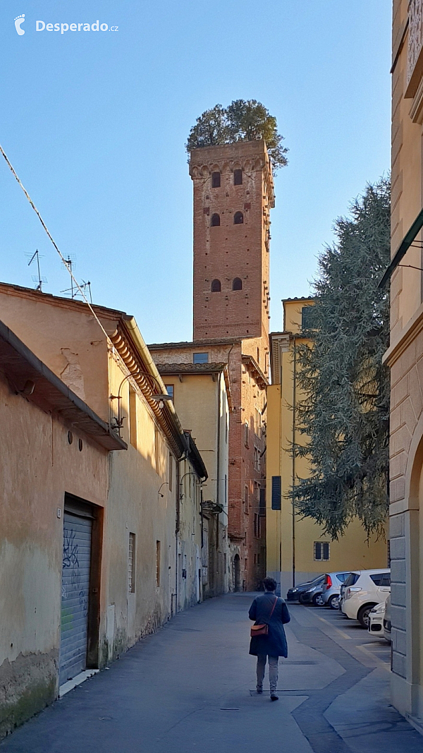 Torre Guinigi v Lucca (Itálie)