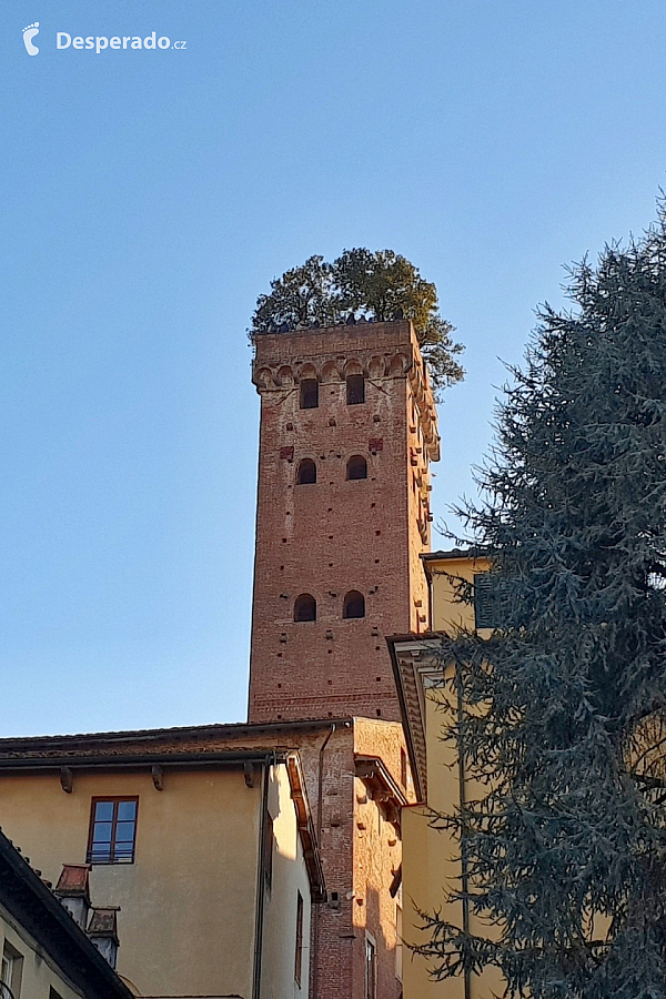 Torre Guinigi v Lucca (Itálie)