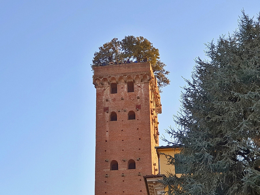 Torre Guinigi v Lucca (Itálie)