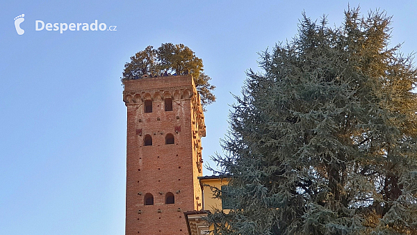 Věž Torre Guinigi v Lucca (Toskánsko - Itálie)