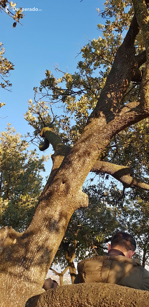 Věž Torre Guinigi v Lucca (Toskánsko - Itálie)