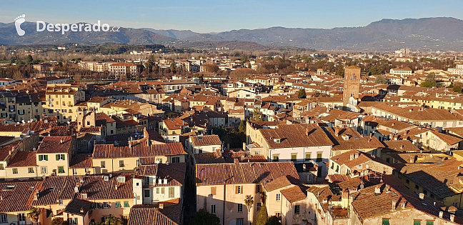 Pohled z věže Torre Guinigi v Lucca (Toskánsko - Itálie)