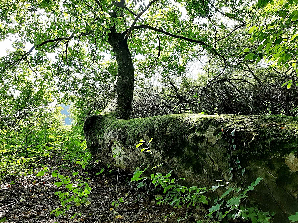 Strom v přírodní rezervaci Rezavka (Česká republika)