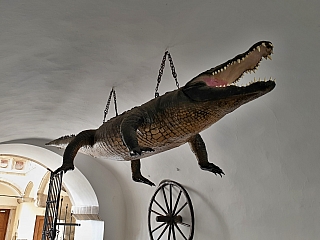 Brněnský drak (krokodýl) ve Staré radnici (Brno - Česká republika)