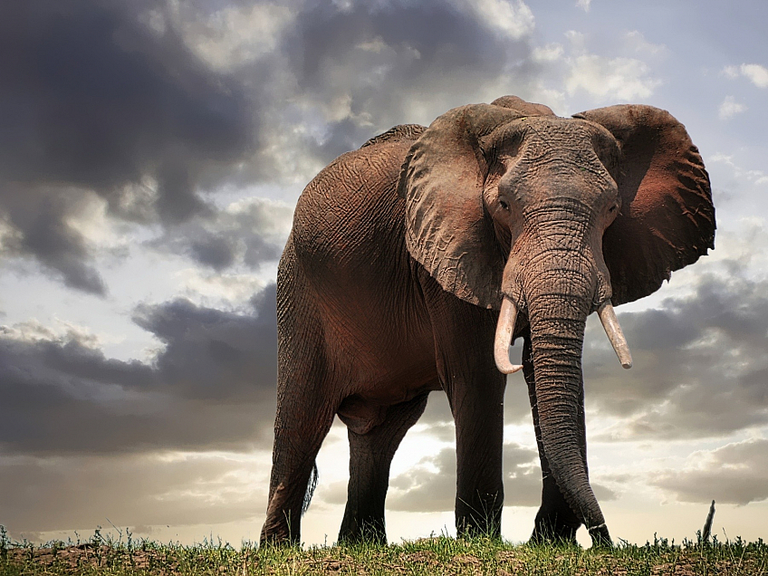 Slon (Zimbabwe)