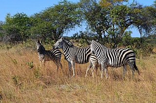 Zebry (Zimbabwe)