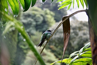 Kolibřík (Panama)