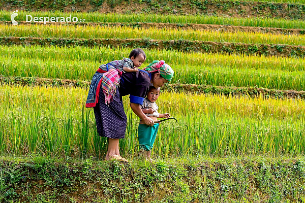 Žena s dětmi na rýžovém poli (Vietnam)