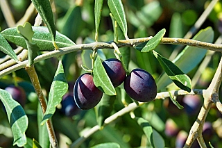 Olivovník Chiavalonu ve Vodnjanu (Istrie - Chorvatsko)