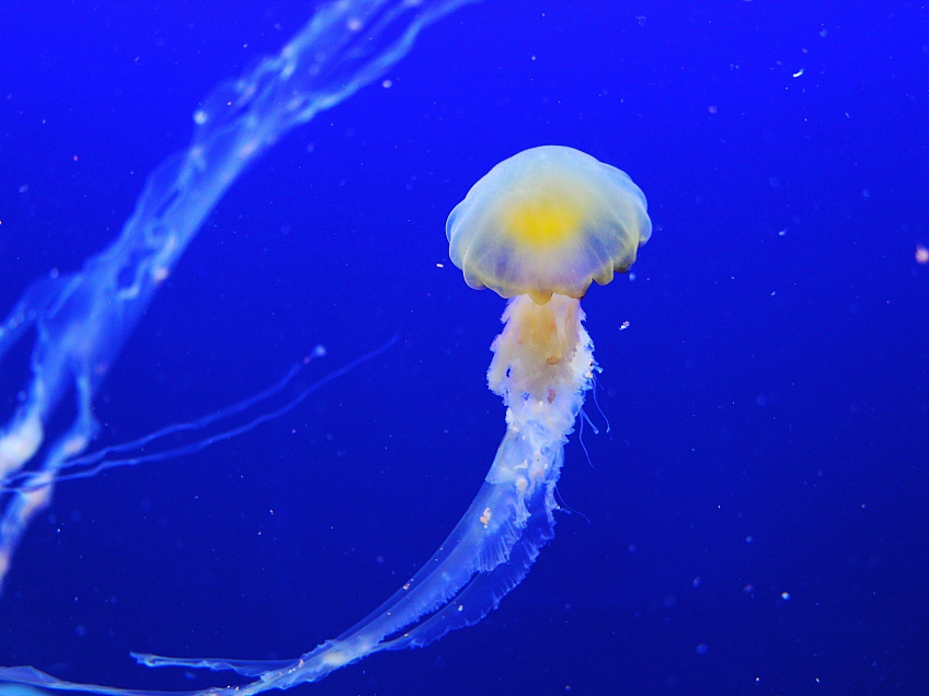 Poznejte krásy ze světa medúz