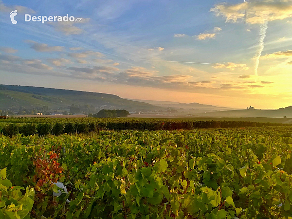 Ráno na sběru vína (Champagne-Ardenne - Francie)