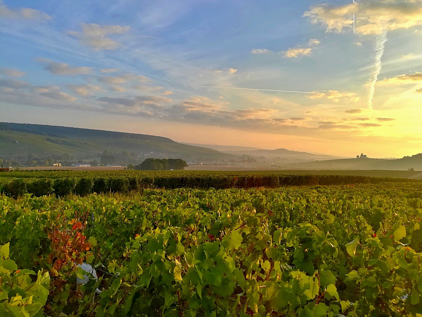 Ráno na sběru vína (Champagne-Ardenne - Francie)