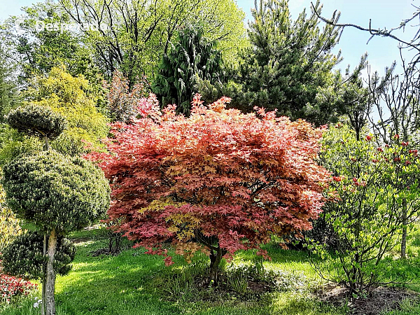 Miniarboretum u Holubů (Staříč - Česká republika)