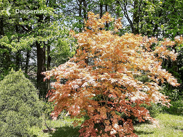 Miniarboretum u Holubů (Staříč - Česká republika)