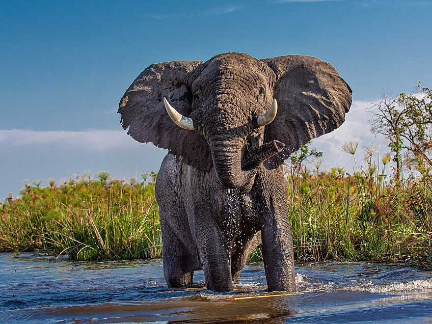 Africké Safari může být zážitkem doslova na celý život