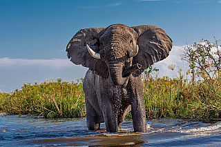 Africké Safari může být zážitkem doslova na celý život