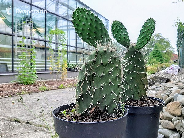 Botanická zahrada Ostravské univerzity (Ostrava - Česká republika)