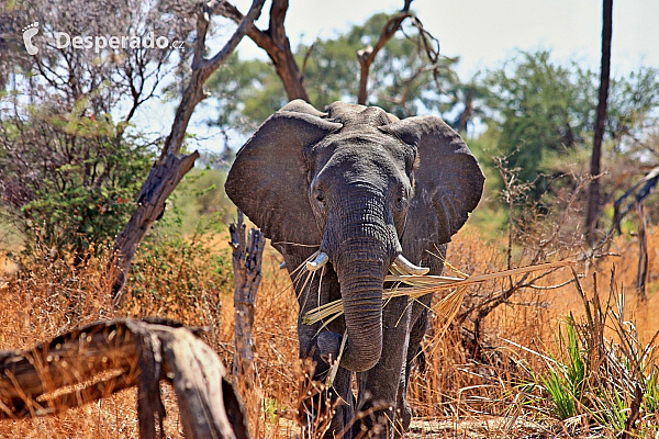 Africké Safari slibuje výlet za hranice všedních dnů