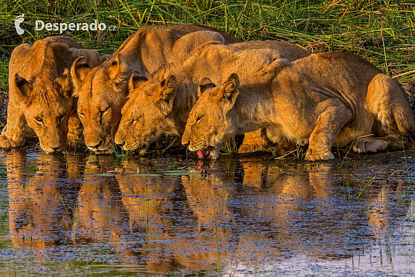 Africké Safari slibuje výlet za hranice všedních dnů