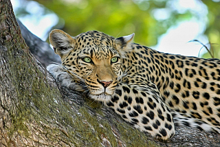 Africké Safari slibuje výlet za hranice všedních dnů