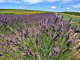 Fialová na Moravě – levandulová farma ve Starovičkách