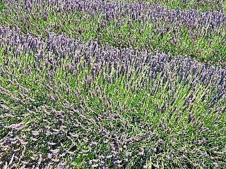 Levandulová farma Starovičky (Česká republika)