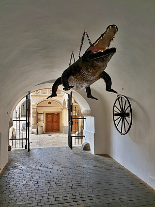 Brněnský drak (krokodýl) ve Staré radnici (Brno - Česká republika)
