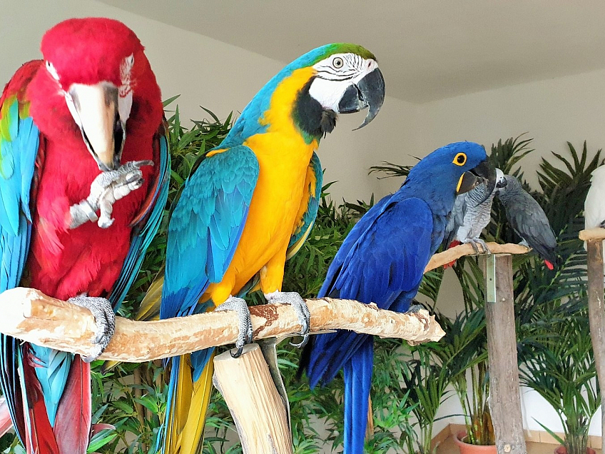 Království papoušků