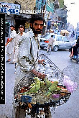 Prodavač papoušků v Rávalpindi (Pákistán)