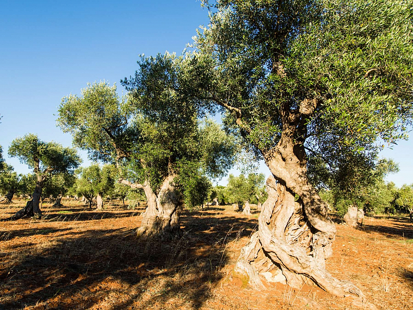 Chcete mít svůj vlastní olivovník na Istrii?