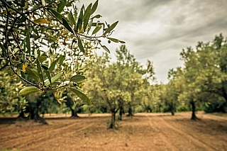 Chcete mít svůj vlastní olivovník na Istrii?
