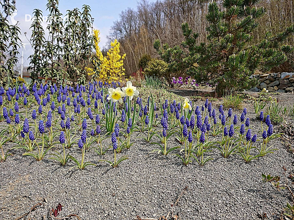 Arboretum Makču Pikču v obci Paseka (Olomoucký kraj - Česká republika)