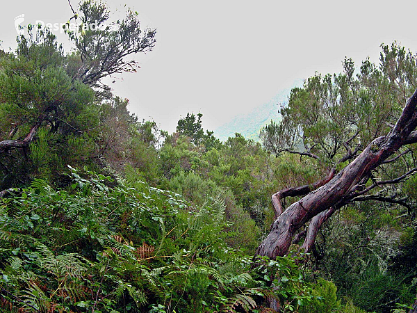 Levada de Risco (Madeira - Portugalsko)