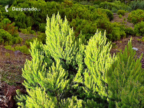 Levada de Risco (Madeira - Portugalsko)